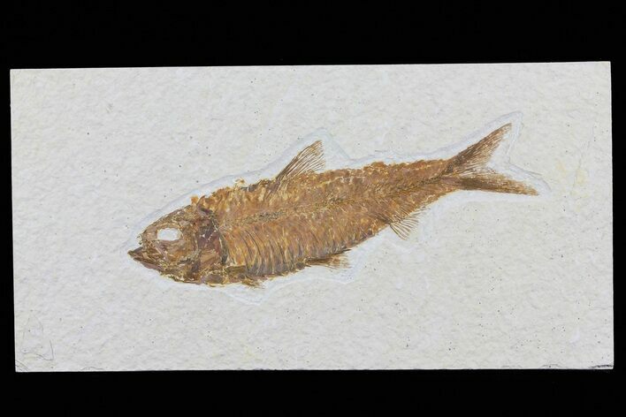Knightia Fossil Fish - Wyoming #79867